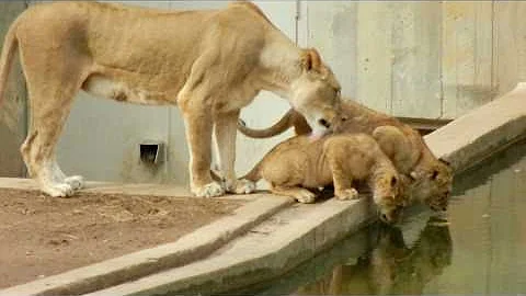 Mom knocks lion cub into the water - DayDayNews