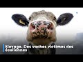 Elevage des vaches victimes des coliennes