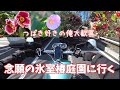 湘南ツーリング: つばき200種以上!?︎シーズン到来 氷室椿庭園へ Kawasaki W650