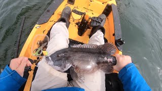 JIGGING Up BIG Blackfish On Structure! Kayak Fishing Rhode Island Tautog (Part 2)