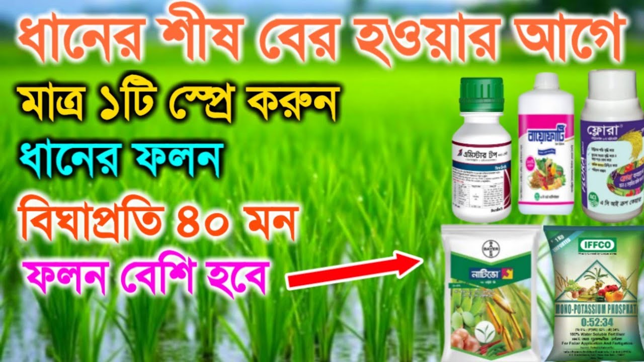 ধানের শীষ বের হওয়ার আগে বা কাইছ থোড় অবস্থায় একটি স্প্রে? সর্বোচ্চ ফলন বৃদ্ধির উপায়?খোল পচা রোগ দমন