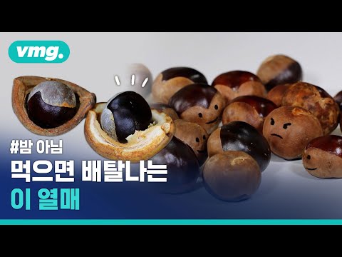 밤인 줄 알고 먹었다간 큰일 나는 칠엽수 열매, <strong>밤과</strong> 구분법을 알려드립니다 / 비디오머그