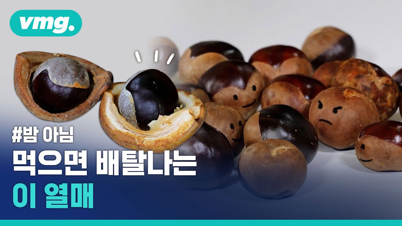 밤인 줄 알고 먹었다간 큰일 나는 칠엽수 열매, 밤과 구분법을 알려드립니다 / 비디오머그 - YouTube