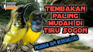 Masteran Sogon paling mudah di tiru