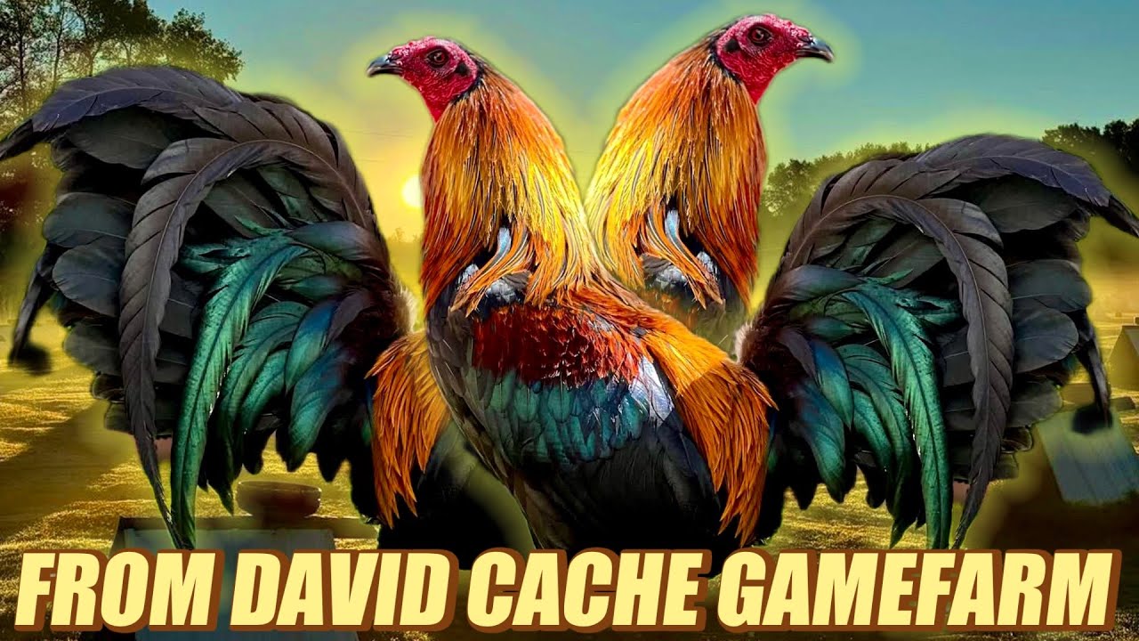 Beautiful Birds Leiper Hatch Mclean - FROM DAVUD CACHE GAMEFARM