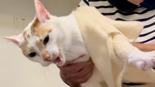 CAT COMPLAINS WHILE I CLEAN HIM by Our Furry Tribe 289 views 3 months ago 2 minutes, 9 seconds