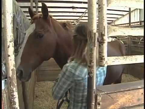 What is cribbing, and how to stop your horse from cribbing
