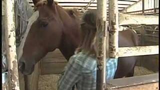 What is cribbing, and how to stop your horse from cribbing