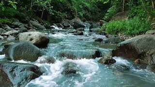 Forest Ambience - Beautiful Stream Sounds for Peaceful Sleep, Rest,Focus Study, Medicine