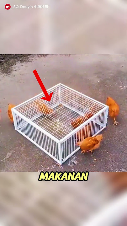 Jebakan Burung Paling Cerdas! Sekali Masuk, Gak Bisa Keluar!