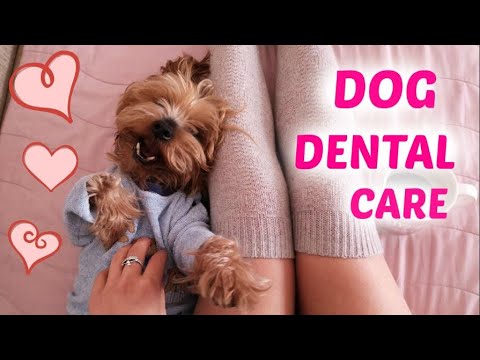 Грижа за Зъбите на Кучето/Ася Енева/Dog Dental Care/Asya Eneva