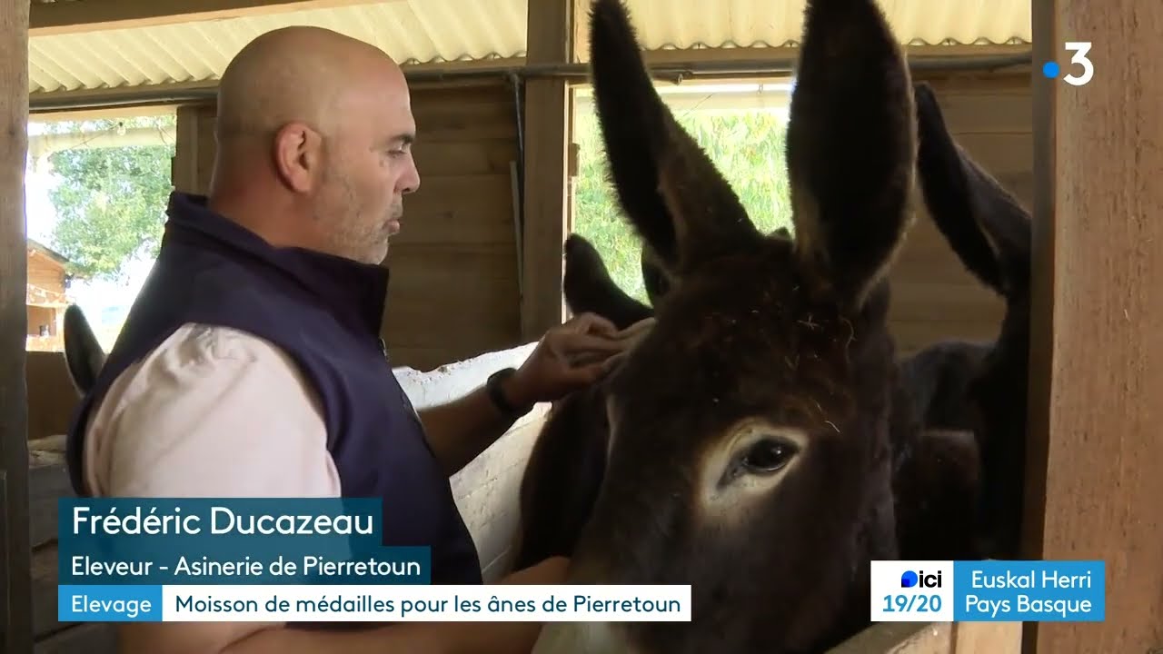 Des médailles récompensent le travail de sélection de l'asinerie de Pierretoun.