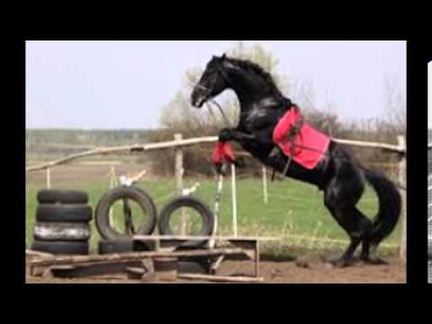 32457 >> Pferde springen ♥ Fliegen ohne Flügel - YouTube 32457 >> Pferde springen ♥ Fliegen ohne Flügel - YouTube