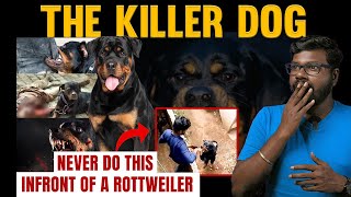 Is this the most dangerous dog? | உலகின் பயங்கரமான நாய்களில் ஒன்றா ராட்வெய்லர்? Big Bang Bogan