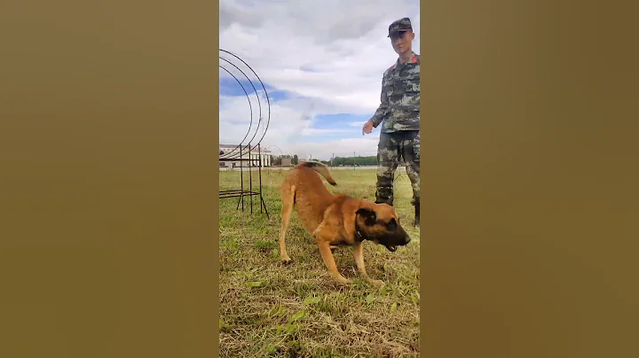 🇨🇳訓導員和警犬的日常也是豐富多彩的，致敬無言的戰友 - 天天要聞