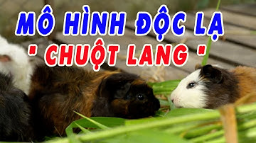 MÔ HÌNH ĐỘC LẠ - CHĂN NUÔI CHUỘT LANG CÓ THỰC SỰ HIỆU QUẢ ? KẾT NỐI CHĂN NUÔI