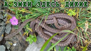 А Змеи Здесь Дикие И Много Змеиная Бухта На Русском Острове