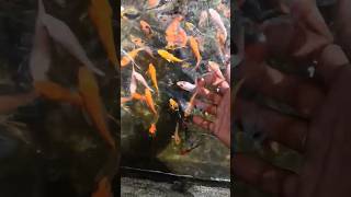 ලස්සනයි නේද ???? youtube fish fishing srilanka sinhala