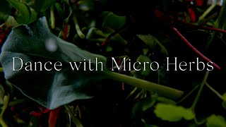 Dance with Micro Herbs