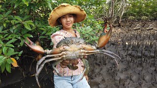Huge Mud Crabs Catching In Muddy after Water Low Tide