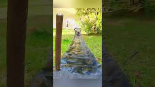 #dogs #petsunited #funny #pets #funnyvideo #funnydogs