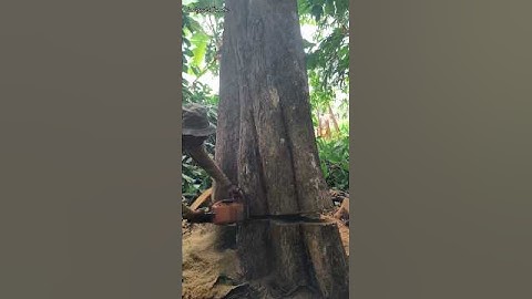 cut down the teak tree cutting down teak trees with elephant hooves#cuttingdowntrees#viral#unique