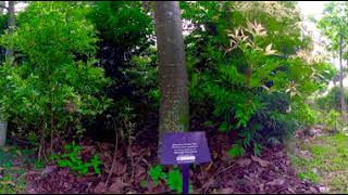 Picture Perfect Productions Dedicated tree at Gardens by the Bay, Singapore by WeARVR 83 views 5 years ago 56 seconds