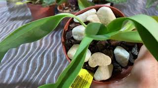 видео: #paphiopedilum#Перебираем Башмачки.Цветение,уход,полив. картинка: #paphiopedilum#Перебираем Башмачки.Цветение,уход,полив.