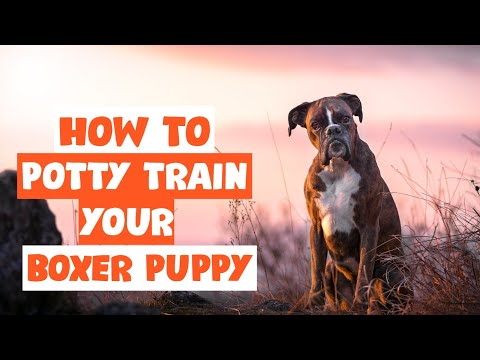 Video: 5 suggerimenti per Potty Training Your Boxer