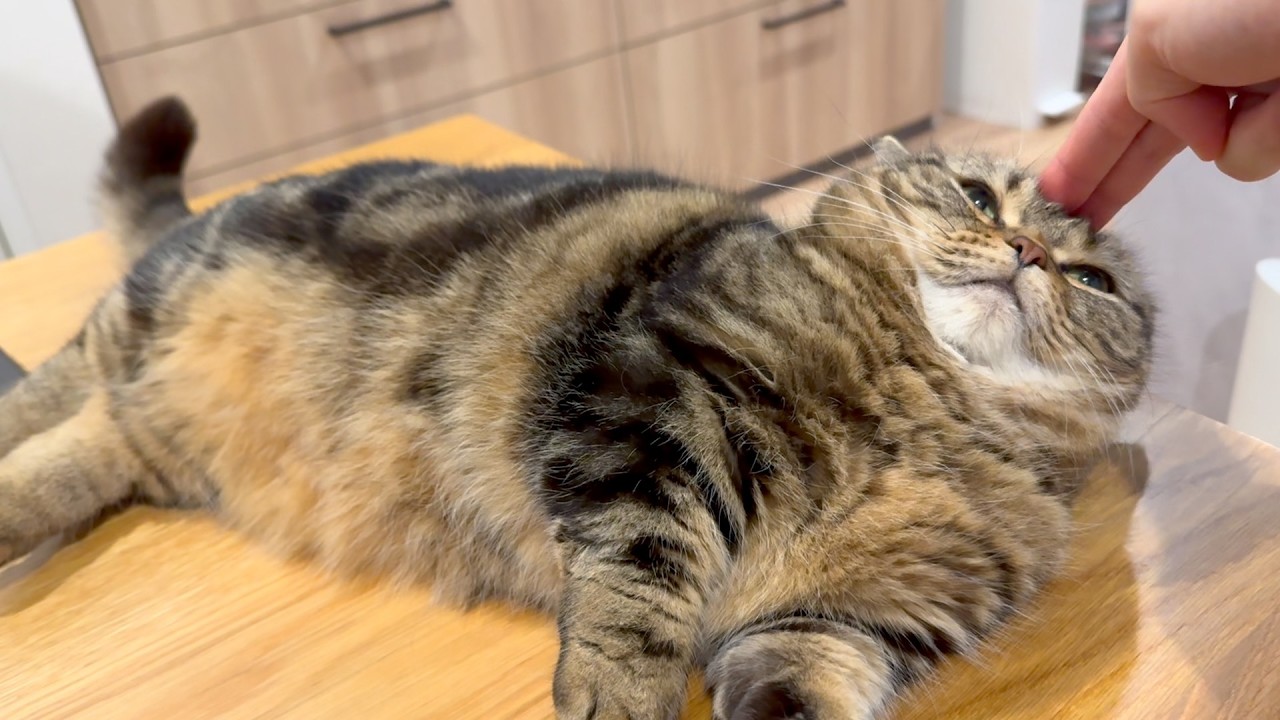 許せニャスケ…これで最後だ