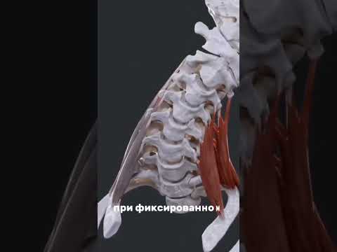 Лестничные мышцы / Scalene muscles