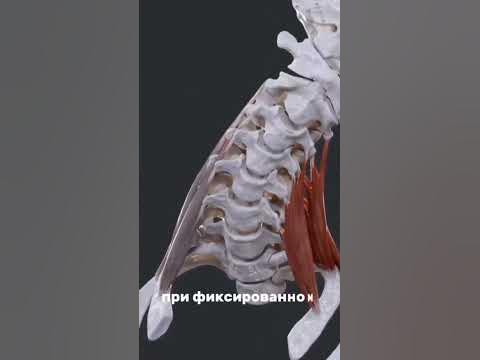 Лестничные мышцы / Scalene muscles - YouTube