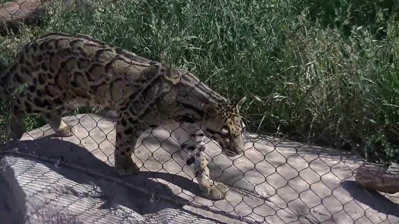 Denver Zoo Clouded Leopards - YouTube