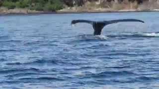 Whale spotting by Sophia Burns 230 views 9 years ago 20 seconds