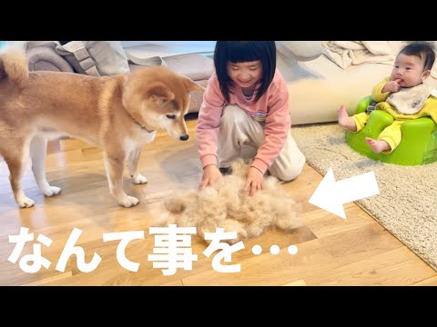 自分の抜け毛が4歳児に再利用されあたふたする柴犬