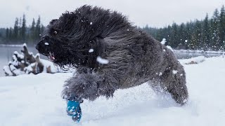 Snow photo shoot, GripTrex boots test run, & trying snowskates | Bouvier des Flandres & Doberman by Rachel Vong 1,247 views 3 years ago 3 minutes, 7 seconds