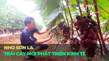 Nho ở Sơn La - loại trái cây mới giúp phát triển kinh tế| VTVMoney