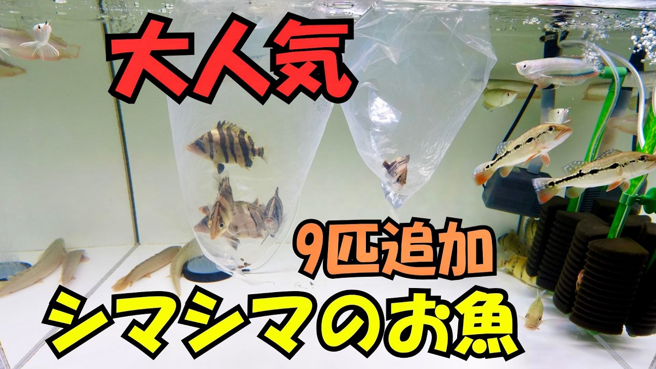 『90㎝水槽混泳』シマシマのお魚を9匹追加！ダトニオとクラウンローチが可愛すぎる！ブッシープレコの魅力解説