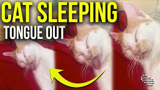 Goofy Cat Sleeping Peacefully Tongue Out as It Lays on Its Side