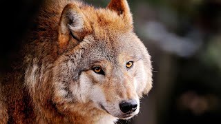 Powerful WOLF Quotes - Dances With Wolves (guitar instrumental)
