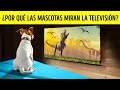 ¿Los perros y los gatos realmente ven la televisión?