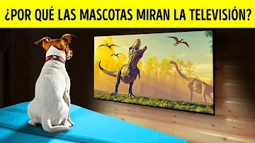 ¿Qué les gusta ver a los gatos en la tele?