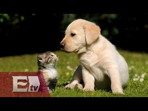 Video: Cómo crear un plan de desastre que incluya a tus mascotas