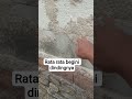 cara mengatasi dinding yang rontok@kepalatukangbangunan