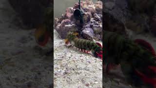 MY MANTIS SHRIMP AND HIS FISH FRIEND TEAM UP ON A CRAB