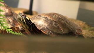 Dookie..(Chrysemys picta)..Painted Turtle screenshot 2