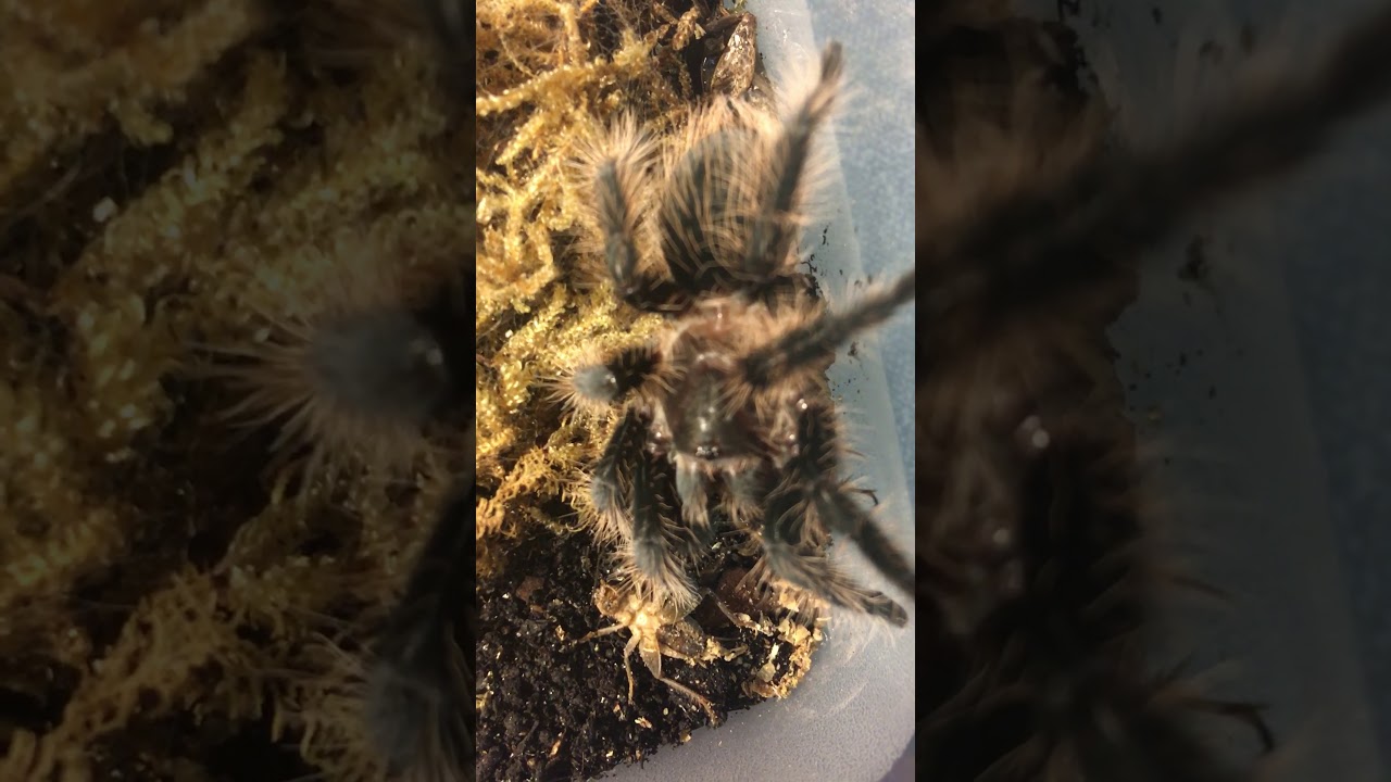 Curly hair tarantula ( B A ) eating after moulting 😁 