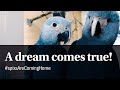 Spix's Macaws - coming home #spixsAreComingHome