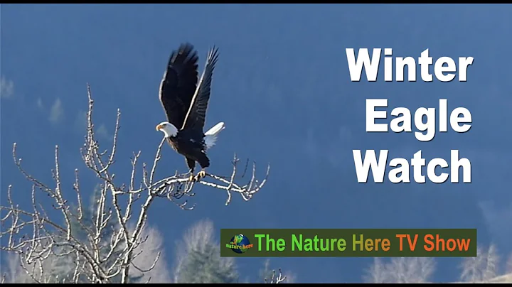 Do bald eagles get cold? (2023)
