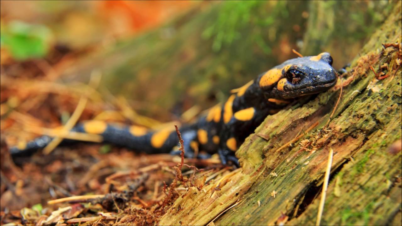 Edward MacDowell - Fireside Tales, Op. 61